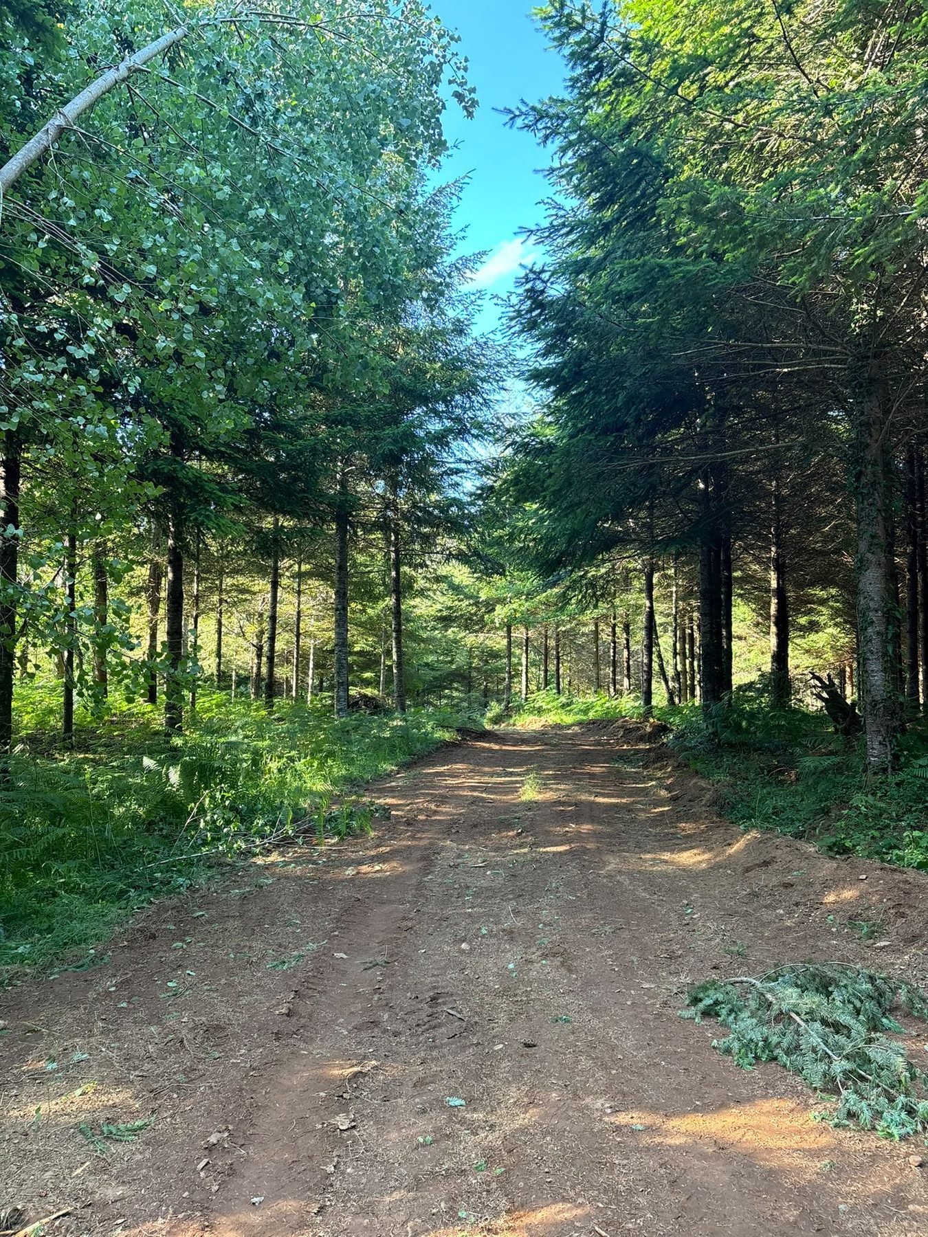 Pista de tierra atravesando el pinar de la finca